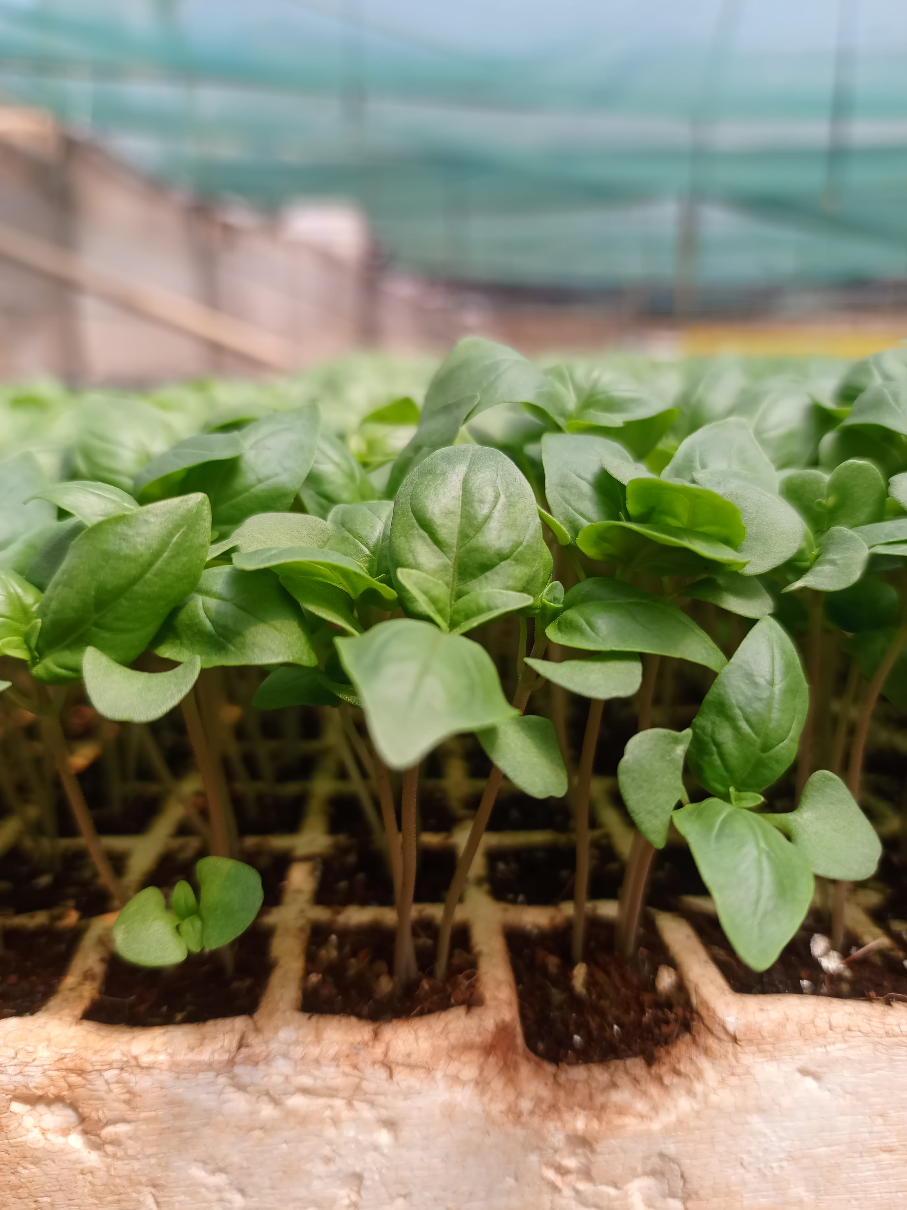 New Agrodeal seedling propagation